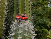 Caught in cactus &middot; Aruba &middot; January 30, 2011 &middot; Marlene Friedlander