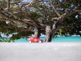 Mini under a divi tree &middot; Aruba &middot; January 30, 2011 &middot; Marlene Friedlander