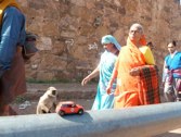 Ranthambore Natl Park &middot; Ranthambore, India &middot; December 22, 2010 &middot; Carla Wendy