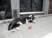 Cat crypt keeper &middot; Buenos Aires, Argentina &middot; December 29, 2010 &middot; Tammy Duong