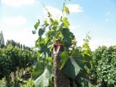 San Huberto winery &middot; Mendoza, Argentina &middot; January 3, 2011 &middot; Tammy Duong