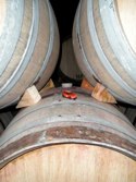 Wine barrels &middot; Mendoza, Argentina &middot; January 3, 2011 &middot; Tammy Duong