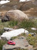 Sleepy seal &middot; Island of South Georgia &middot; December 2009 &middot; Jim Taylor