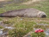 Sleepy seal &middot; Island of South Georgia &middot; December 2009 &middot; Jim Taylor