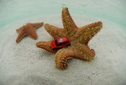 Star Fish Wave &middot; San Blas, Panama &middot; July 18, 2010 &middot; Kike Calvo