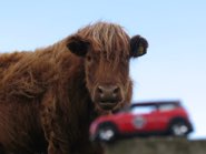 Highland “Kyloe” Cow &middot; Inverness, Scotland &middot; June 1, 2010 &middot; Ryan’s Dad