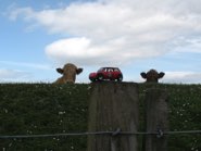 Highland “Kyloe” Cattle &middot; Inverness, Scotland &middot; June 1, 2010 &middot; Ryan’s Dad