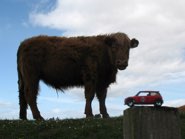 Highland “Kyloe” Cow &middot; Inverness, Scotland &middot; June 1, 2010 &middot; Ryan’s Dad
