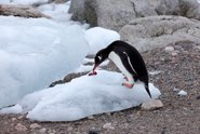 Inquisitive Gentoo Penguin &middot; Antarctica  &middot; December 9, 2009 &middot; Art Wolfe Photography
