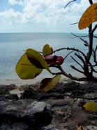 Relaxing on the Beach &middot; Coco Cay, Bahamas &middot; February 25, 2009 &middot; Tim Graves