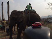 Rhino Translocation &middot; Chitwan Natl Park, Nepal &middot; March 23, 2016 &middot; Chris W.