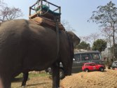 Rhino Translocation &middot; Chitwan Natl Park, Nepal &middot; March 23, 2016 &middot; Chris W.