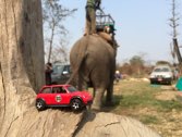 Rhino Translocation &middot; Chitwan Natl Park, Nepal &middot; March 23, 2016 &middot; Chris W.