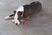 Beach living &middot; Las Penitas, Nicaragua &middot; February 18, 2015 &middot; Carole  Sherard