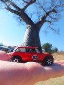 Cool Tree &middot; Zambia &middot; June 27, 2014 &middot; Ashleigh Young