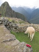 Machu Picchu &middot; Urubamba, Peru &middot; May 18, 2014 &middot; Reisa Raney