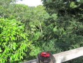 Amazon Rainforest &middot; Puerto Maldonado, Peru &middot; May 23, 2014 &middot; Reisa Raney