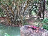 Bambo Tree &middot; Costa Rica &middot; May 11, 2014 &middot; Stacy Hickman