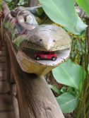 Wooden Snake &middot; Costa Rica &middot; May 10, 2014 &middot; Stacy Hickman