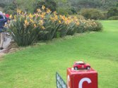 Botantical Gardens &middot; South Africa &middot; October 11, 2013 &middot; Stacy Hickman