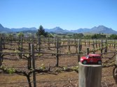 Simonsig Winery &middot; Cape Town, South Africa &middot; October 13, 2013 &middot; Stacy Hickman