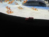 The Nemos &middot; Cape Town, South Africa &middot; October 12, 2013 &middot; Stacy Hickman