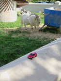 Fairview Famous Goat &middot; Paarl Region, South Africa &middot; October 14, 2013 &middot; Stacy Hickman