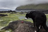 Sheep dog in Gjogv &middot; Eysturoy, Faroe Islands &middot; June 13, 2013 &middot; Ken Bower