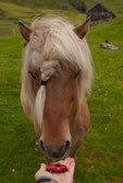 Horse in Saksun &middot; Faroe Islands, Denmark &middot; June 26, 2013 &middot; Ken Bower