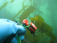 200ft below - Point Lobos &middot; Carmel, California &middot; April 23, 2011 &middot; Harry Wong