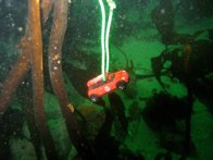 200ft below - Point Lobos &middot; Carmel, California &middot; April 23, 2011 &middot; Harry Wong