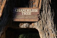 Chandler Tree &middot; Redwoods Natl. Park, CA &middot; July 18, 2010 &middot; Barb & Bud Chapman