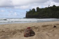 Resting on a coconut  &middot; Kalihiwai Beach, Hawaii &middot; April 15, 2010 &middot; Barb & Bud Chapman