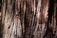 Giant Sequoia  &middot; Yosemite Natl. Park, CA &middot; July 17, 2010 &middot; Barb & Bud Chapman