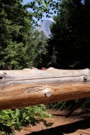 Half Dome in background &middot; Yosemite Natl. Park, CA &middot; July 17, 2010 &middot; Barb & Bud Chapman