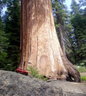 Big Sequoia &middot; Johnsondale, CA &middot; August 2010 &middot; Kim Gordon