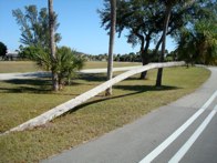 Unique Palm &middot; Cape Coral Beach, Florida &middot; November 14, 2010 &middot; Orlando Herrera