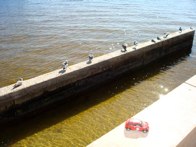 Cape Coral Pier &middot; Cape Coral Beach, Florida &middot; November 14, 2010 &middot; Orlando Herrera