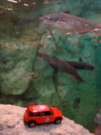 Big Bass Pro Shop  &middot; Fort Meyers, Florida &middot; December 19, 2010 &middot; Orlando Herrera