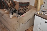 Pardner sleeping needs a bud,  Bandera, Texas &middot; December 27, 2010 &middot; Angie Peters