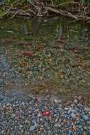 Taylor Creek &middot; S Lake Tahoe, California &middot; October 9, 2010 &middot; Otto Hsiao