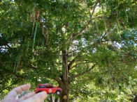 The Bead Tree @ Tulane Univ. &middot; New Orleans, Louisiana &middot; September 2010 &middot; Catherine Miller