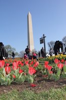 Cherry Blossom Festival &middot; Washington, DC &middot; March 26, 2016 &middot; Ryan’s Mom