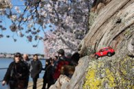 Cherry Blossom Festival &middot; Washington, DC &middot; March 26, 2016 &middot; Ryan’s Mom