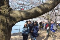 Cherry Blossom Festival &middot; Washington, DC &middot; March 26, 2016 &middot; Ryan’s Mom