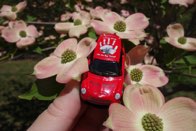Ryan’s Tree &middot; Burke, Virginia &middot; April 2016 &middot; Ryan’s Mom