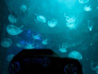 Jelly Fish &middot; Maui, Hawaii &middot; July 5, 2010 &middot; Sharon Mayo