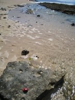 Tides Out &middot; Maui, Hawaii &middot; July 8, 2010 &middot; Sharon Mayo