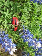 Texas Bluebonnets &middot; Marble Falls, TX &middot; April 21, 2010 &middot; Angie Castille